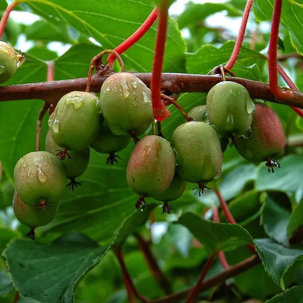 Анечка жаман