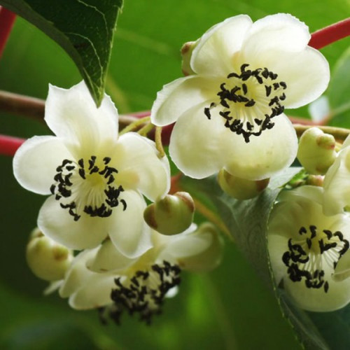 Актинідія чоловіча "Дон Жуан" 1 річна, конт. P9