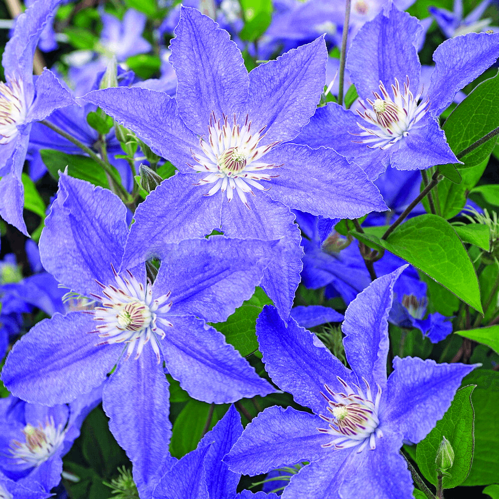 Саджанці Клематиса Блю Даймонд (Clematis Blue Diamond) Р9, фото 1