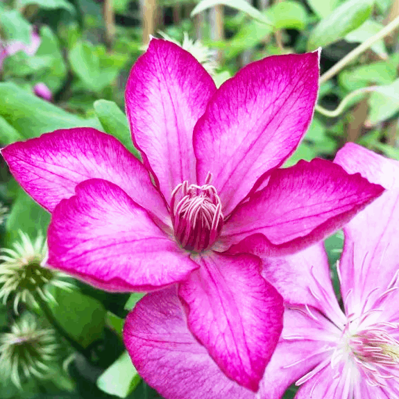 Саджанці Клематиса Парадізо (Clematis Paradiso) Р9, фото 1