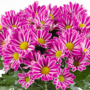 Саджанці Хризантеми горщикової Артистик Армін (Chrysanthеmum Artistic Armin) Р9
