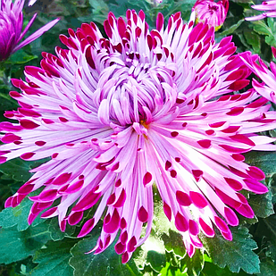 Саджанці Хризантеми горщикової Сантош (Chrysanthеmum Santosh) Р9