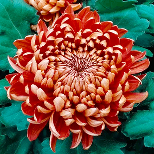 Саджанці Хризантеми горщикової Турболеоне (Chrysanthеmum Tourbillon) Р9