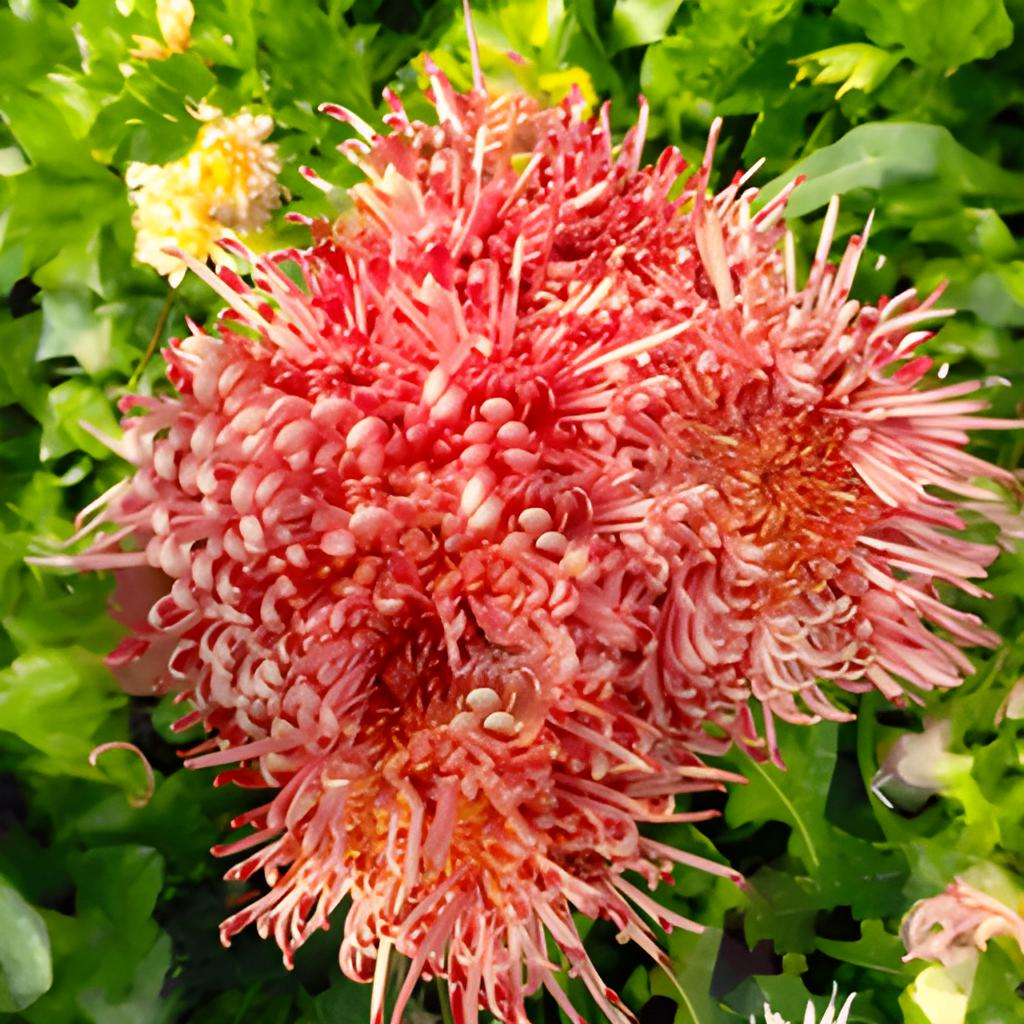 Саджанці Хризантеми горщикової Шанг (Chrysanthеmum Schang) Р9, фото 1
