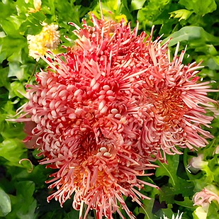 Саджанці Хризантеми горщикової Шанг (Chrysanthеmum Schang) Р9