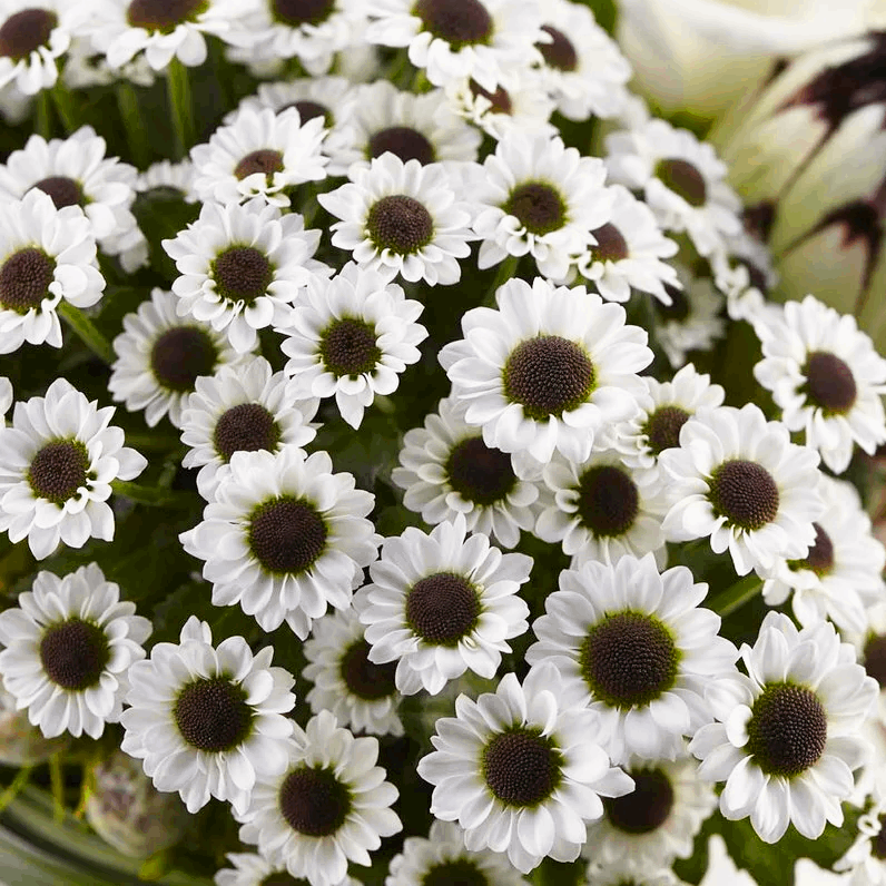 Саджанці Хризантеми гілкової Інь Янь (Chrysanthеmum Yin Yang) Р9, фото 1