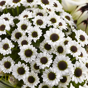 Саджанці Хризантеми гілкової Інь Янь (Chrysanthеmum Yin Yang) Р9