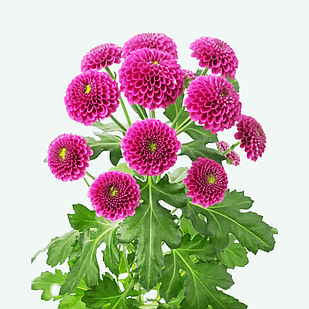 Саджанці Хризантеми гілкової Пурпетта (Chrysanthеmum Purpetta) Р9