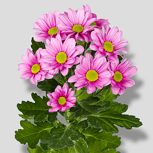 Саджанці Хризантеми гілкової Танго Пінк (Chrysanthеmum Tango Pink) Р9