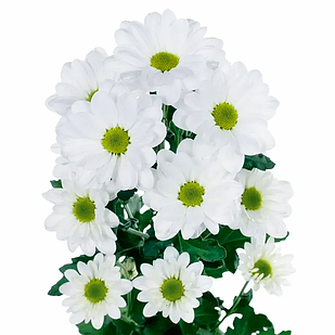 Саджанці Хризантеми гілкової Бакарді біла (Chrysanthеmum Bacardi White) Р9