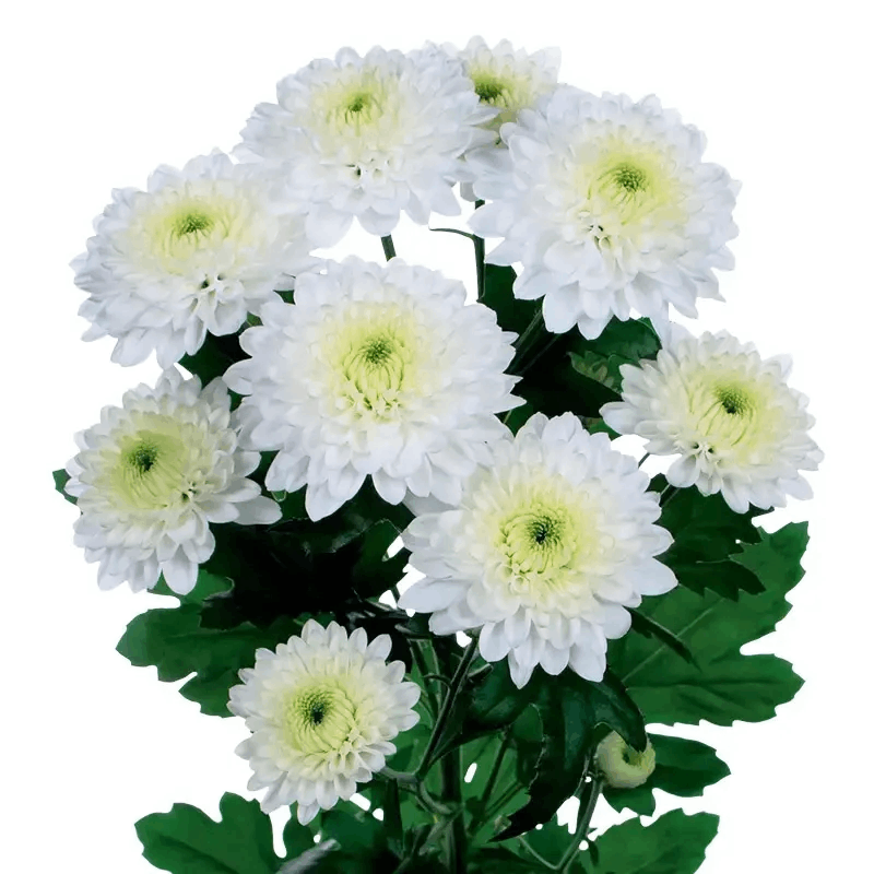 Саджанці Хризантеми гілкової Ібіс (Chrysanthеmum Ibis) Р9, фото 1
