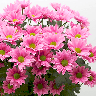 Саджанці Хризантеми гілкової Бакарді рожева (Chrysanthеmum Bacardi Pearl) Р9