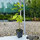 Саджанці аннона Муриката або черимойя Муриката (Гуанабана) (Annona Muricata) Р9, фото 2