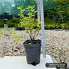 Саджанці Перстачу Лавлі Пінк (Potentilla fruticosa Lovely Pink) Р9, фото 2