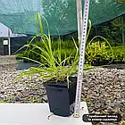 Саджанці Пеннісетума лисохвостого Моудрі (Pennisetum alopecuroides Moudry) Р9, фото 3
