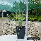 Саджанці Вівсяниця сиза Компакт Блу (Festuca glauca Compact Blue) Р9, фото 5