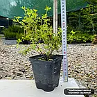 Саджанці Перстачу Нью Даун (Potentilla fruticosa New Dawn) Р9, фото 4