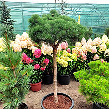 Сосна Бевроненсіс на штамбі / h 80 / d 40-50 / Pinus Beuvronensis, фото 2