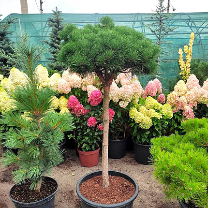 Сосна Бевроненсіс на штамбі / h 80 / d 40-50 / Pinus Beuvronensis, фото 1