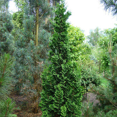 Туя західна Degroot's Spire 4 річна, Туя западная Дегрут Спайр, Thuja occidentalis Degroot's Spire, фото 1