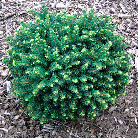 Ялина сербська Karel 2 річна, Ель сербская Карел, Picea omorika Karel, фото 1