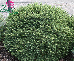 Ялина сербська Karel 2 річна, Ель сербская Карел, Picea omorika Karel, фото 6