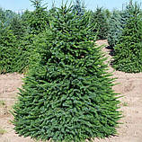 Ялина сербська Оморіка саджанець у контейнері Picea omorika, фото 2