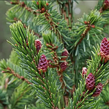 Ялина сербська Оморіка саджанець у контейнері Picea omorika, фото 4