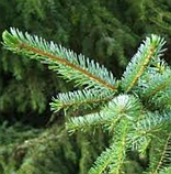 Ялина сербська Оморіка саджанець у контейнері Picea omorika, фото 3