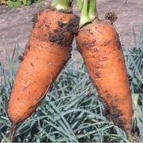 Насіння моркви Шантане (Clause) 0,5 кг — середньопоздня сортова (110-120 днів), тип Шантане, фото 2