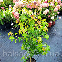 Ліквідамбар смолоносний / h 40-60 / Liquidambar styraciflua, фото 5