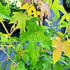 Ліквідамбар смолоносний / h 40-60 / Liquidambar styraciflua, фото 7