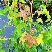 Ліквідамбар смолоносний / h 40-60 / Liquidambar styraciflua, фото 6