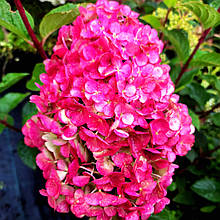 Гортензія Самарська Лідія / С3 / Hydrangea Framboisine