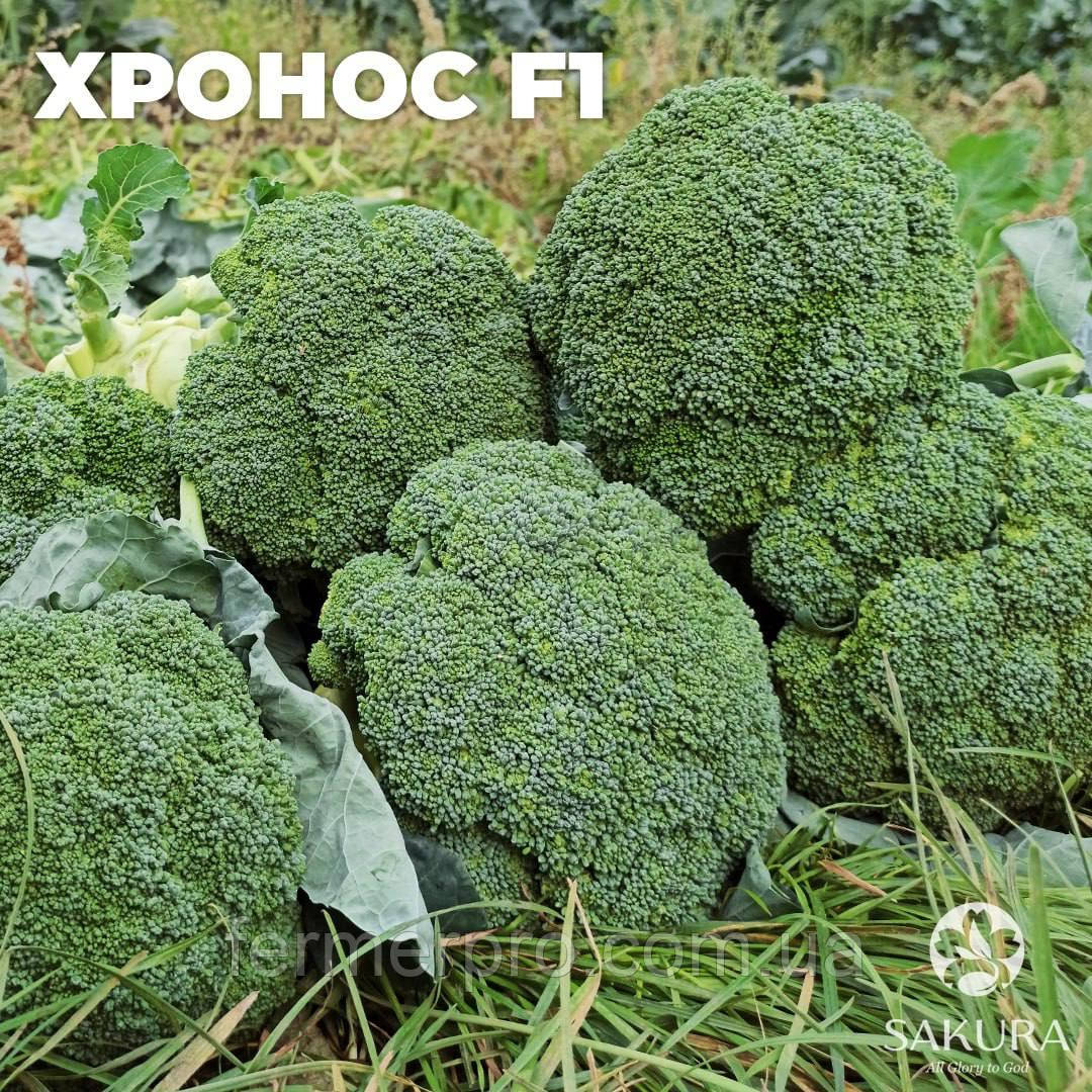 Насіння капусти броколі Маратон F1/Maraton F1, 1000 насіння, Sakata