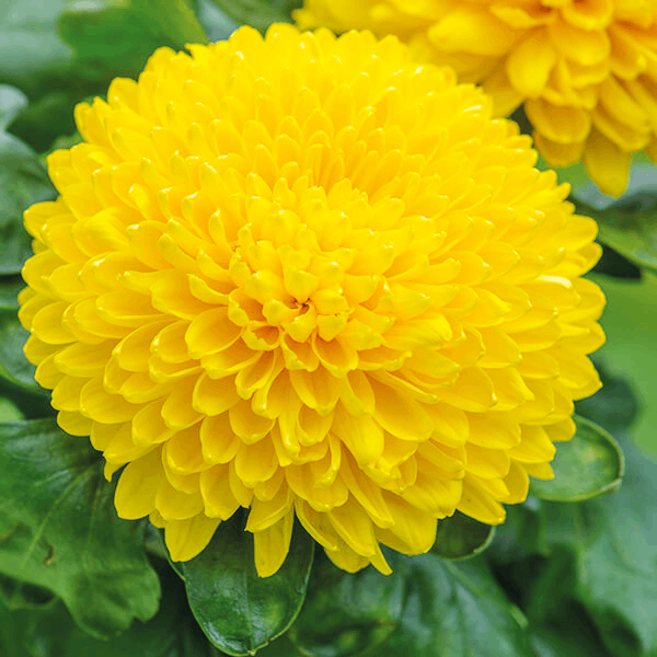 Саджанці Хризантеми великоквіткової Креміст Жовтий (Chrysanthеmum Creamiest Yellow) Р9, фото 1