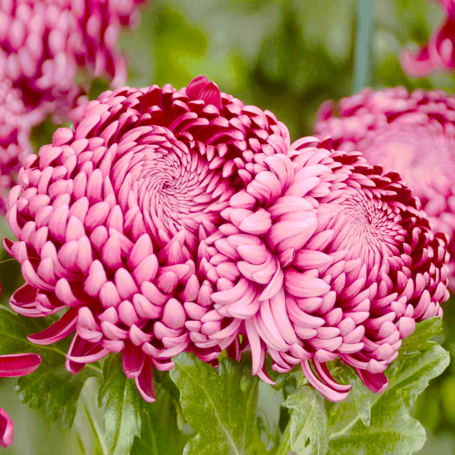 Саджанці Хризантеми великоквіткової Бігуді Перпл (Chrysanthеmum Bigudi purple) Р9, фото 1