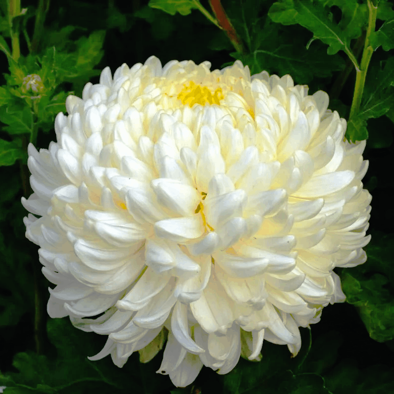 Саджанці Хризантеми великоквіткової Фалькон (Chrysanthemum Falcon) Р9, фото 1