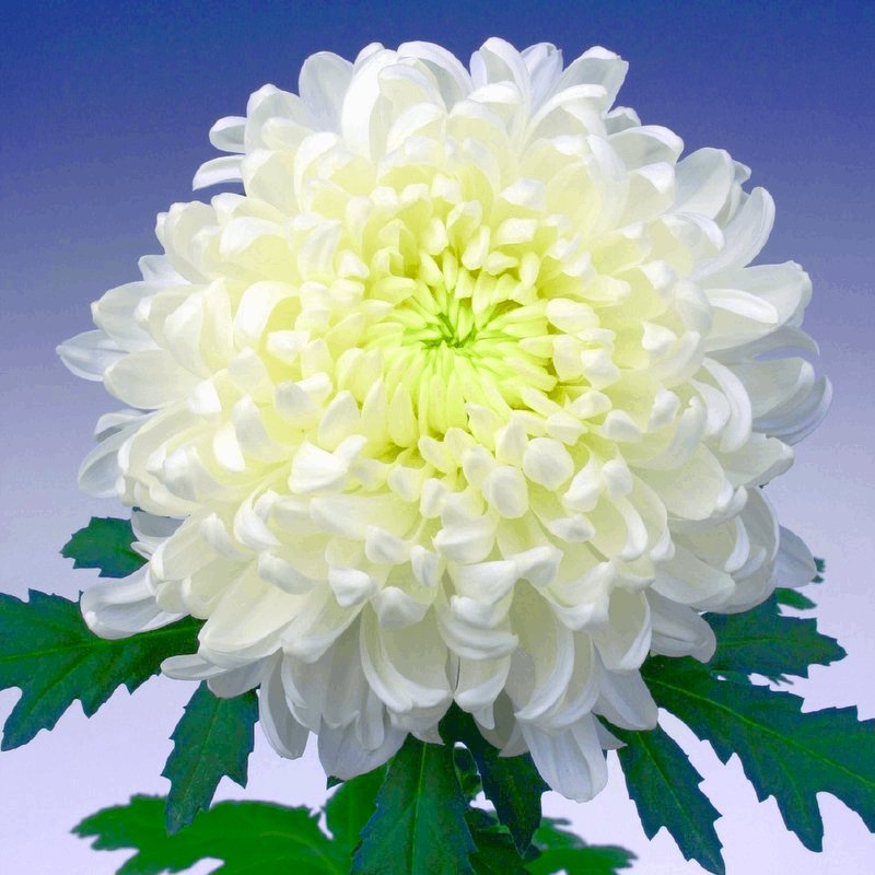 Саджанці Хризантеми великоквіткової Мілка біла (Chrysanthemum Milka White) Р9, фото 1