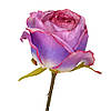 Троянда "Лора", фіолетова, 66 см ELISEY, фото 2