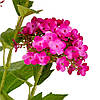 Гортензія "Магніт", рожева, 70 см ELISEY, фото 3