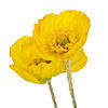 Мак жовтий, 60 см ELISEY, фото 2