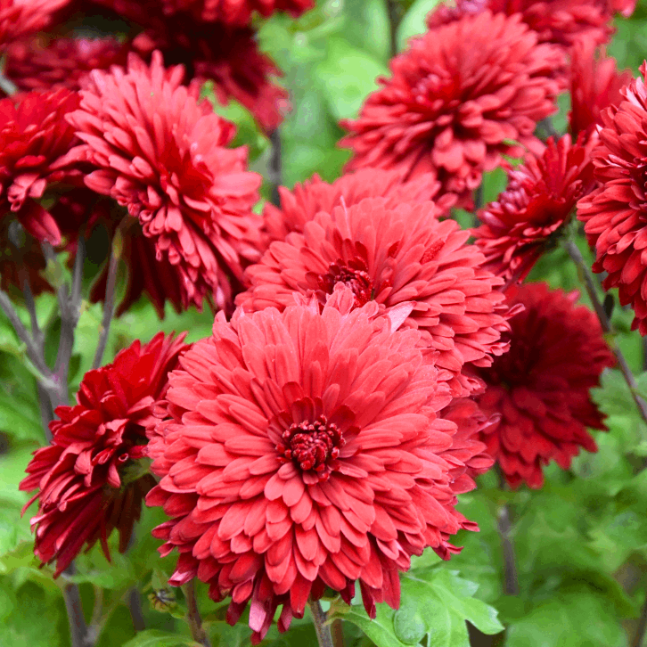 Саджанці Хризантеми великоквіткової Регалія (Chrysanthеmum Regalia) Р9, фото 1