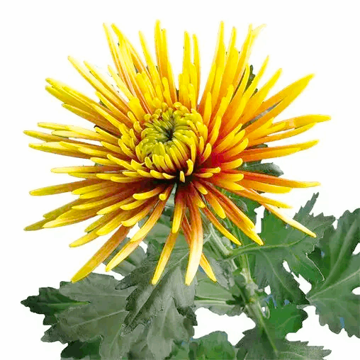 Саджанці Хризантеми великоквіткової Сафіна (Chrysanthеmum Safina) Р9, фото 1
