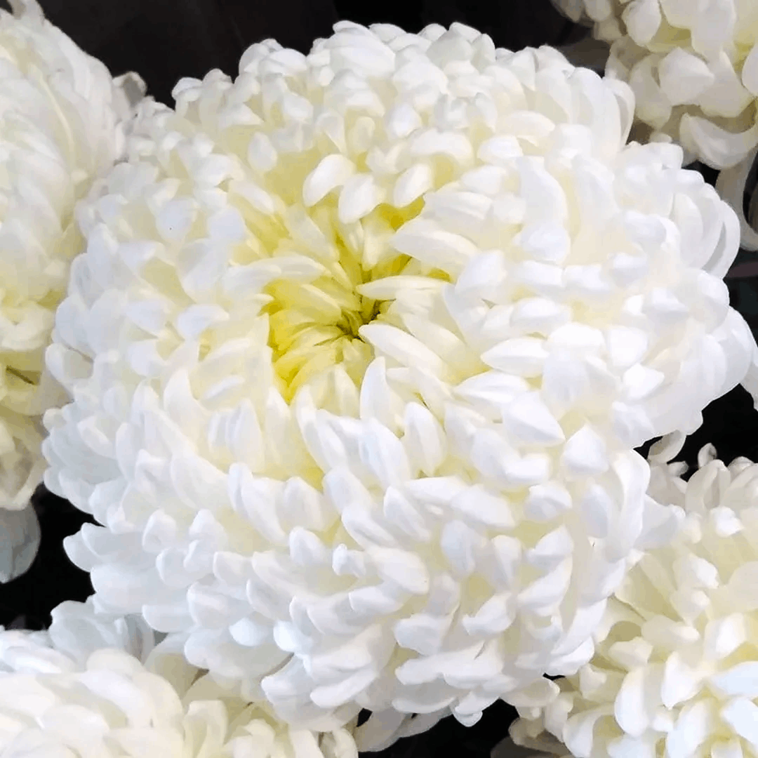 Саджанці Хризантеми великоквіткової Рефлекс (Chrysanthemum Reflex) Р9