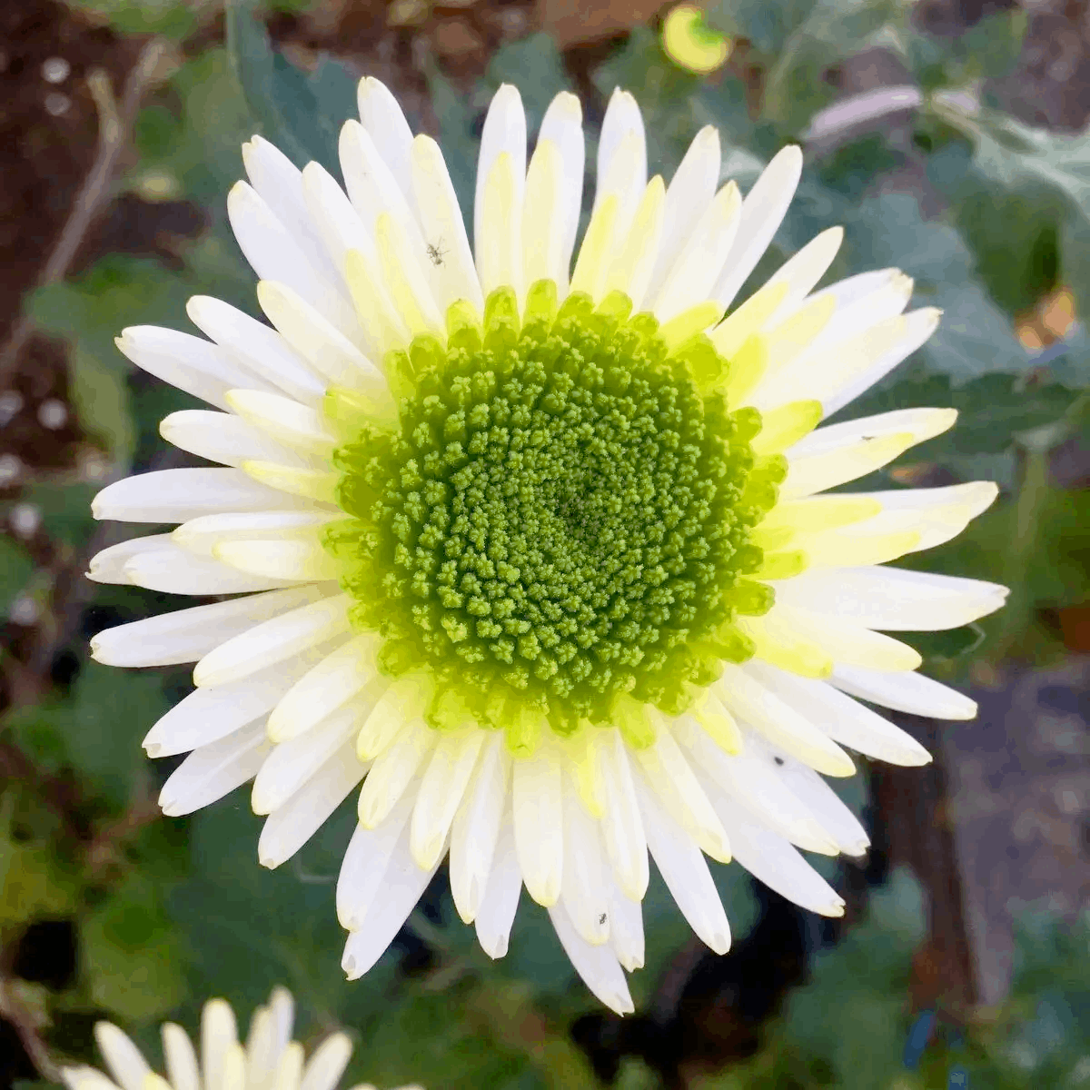Саджанці Хризантеми великоквіткової Сівена (Chrysanthеmum Sivena) Р9, фото 1