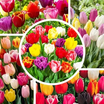 Цибулини квітів