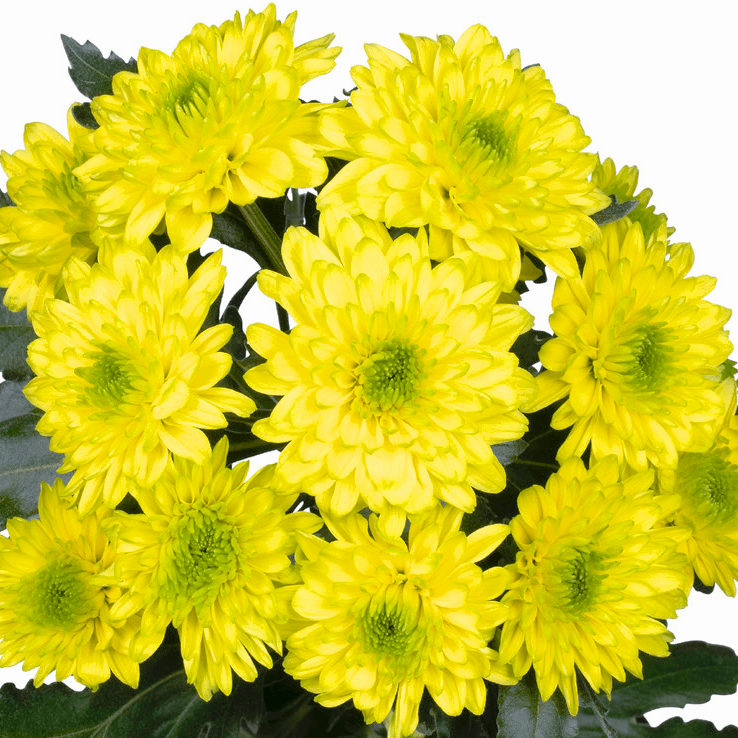 Саджанці Хризантеми великоквіткової Балтика лимонна (Chrysanthеmum Baltica Lemon) Р9