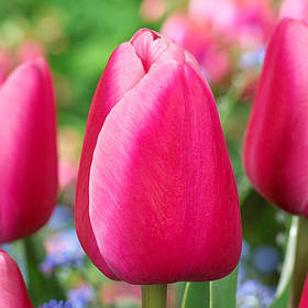 Тюльпан  тріумф Tresor1 цибулина Україна