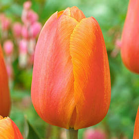 Тюльпан Delta Storm / Дельта Шторм 1 цибулина Україна